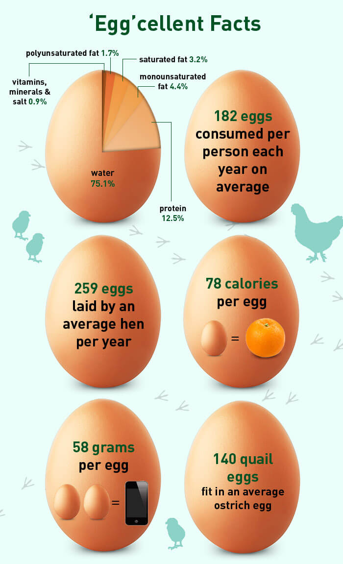 Egg cellent Facts - Healthy Fitness Protein Calories Fat Vitamin