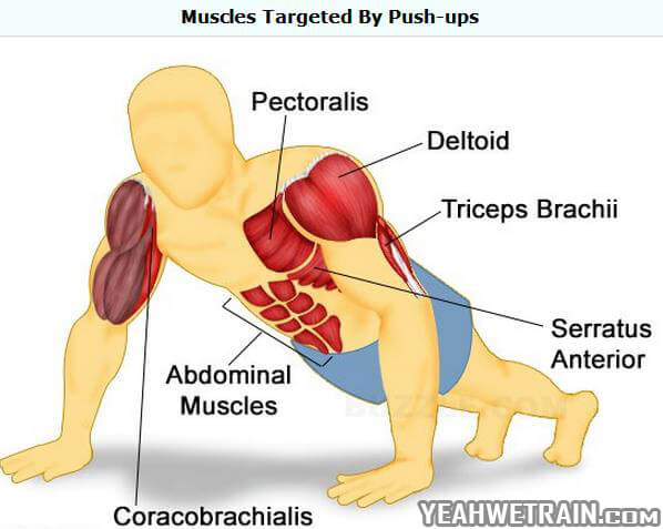 Muscles Targeted by Push-Ups - Healthy Fitness Chest Arms Tricep
