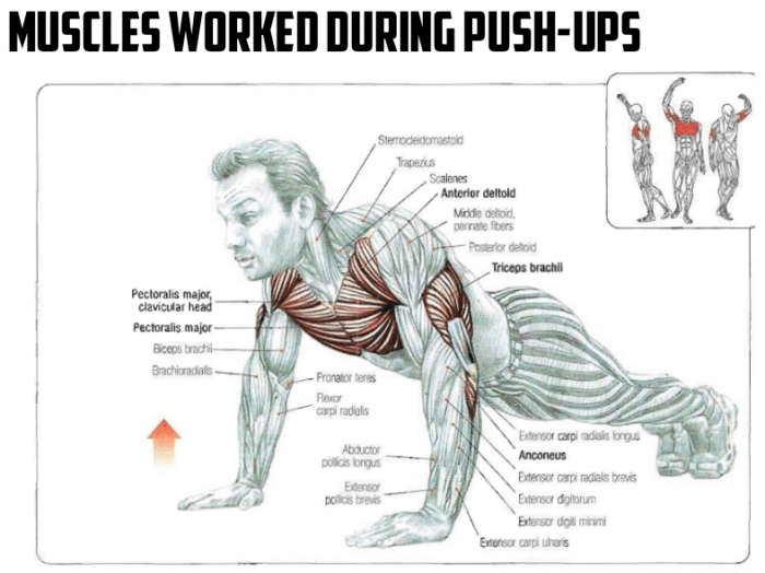 Muscles Worked During Push-Ups - Healthy Fitness Workout Chest