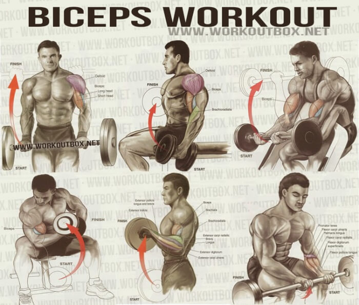 Biceps Workout - Healthy Fitness Workout Sixpack Back Calves