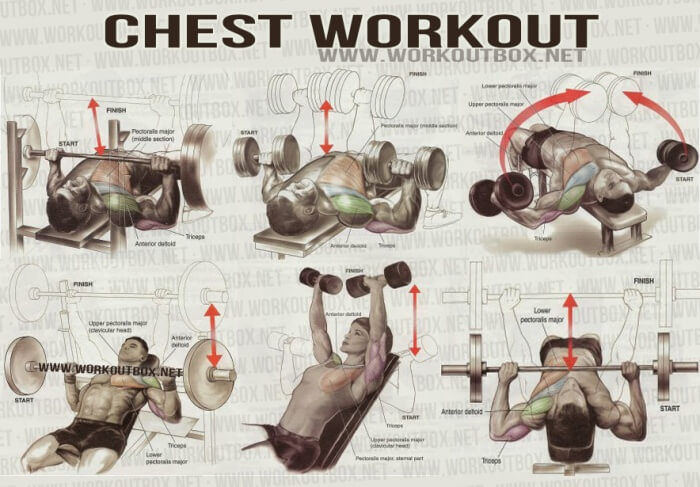 Chest Workout - Healthy Fitness Workout Sixpack Back Upper Body