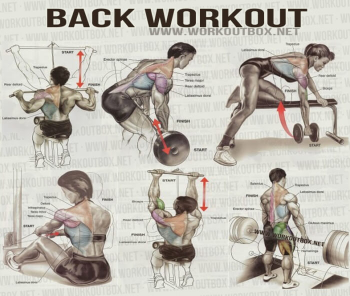 Back Workout - Healthy Fitness Workout Shoulder Delta Sixpack Ab