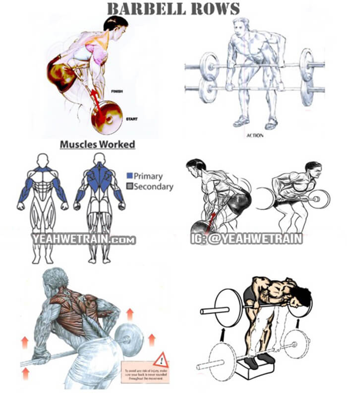 Barbell Row - Back Exercises Healthy Fitness Workouts Arms Low