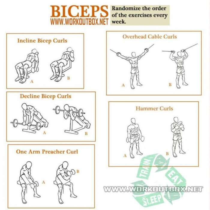 Free core workout routines videos, home workouts to build arm muscle