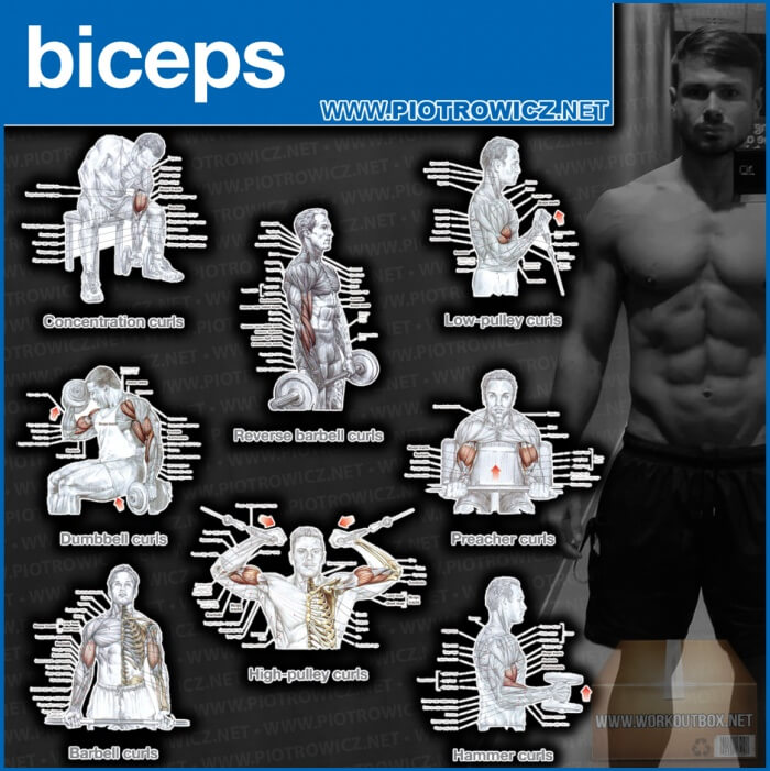 Biceps Workout Exercises - Best Training Piotrowicz Fitness Arms