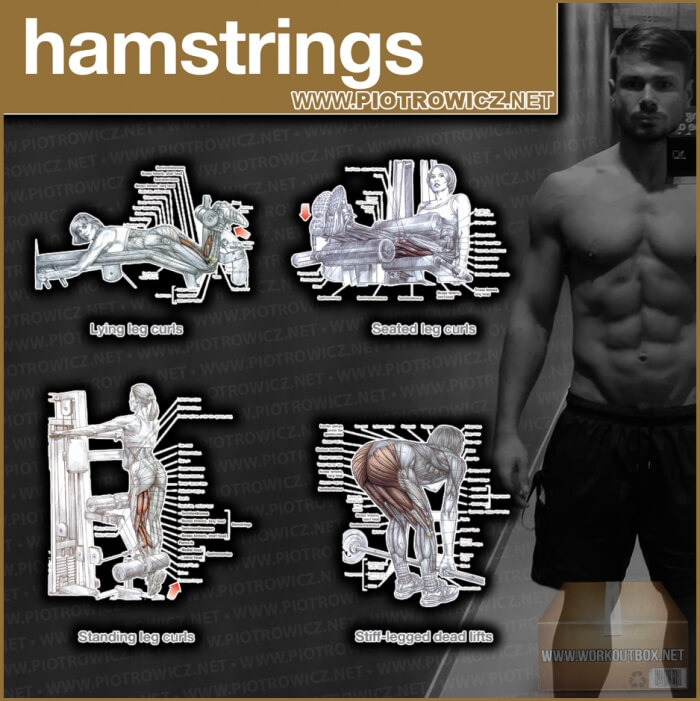 Hamstrings Workout Exercises - Best Training Piotrowicz Fitness