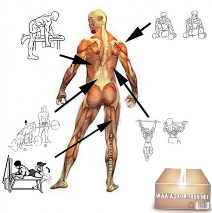 Basic Back Body Exercises Chart - Healthy Fitness Training Plan