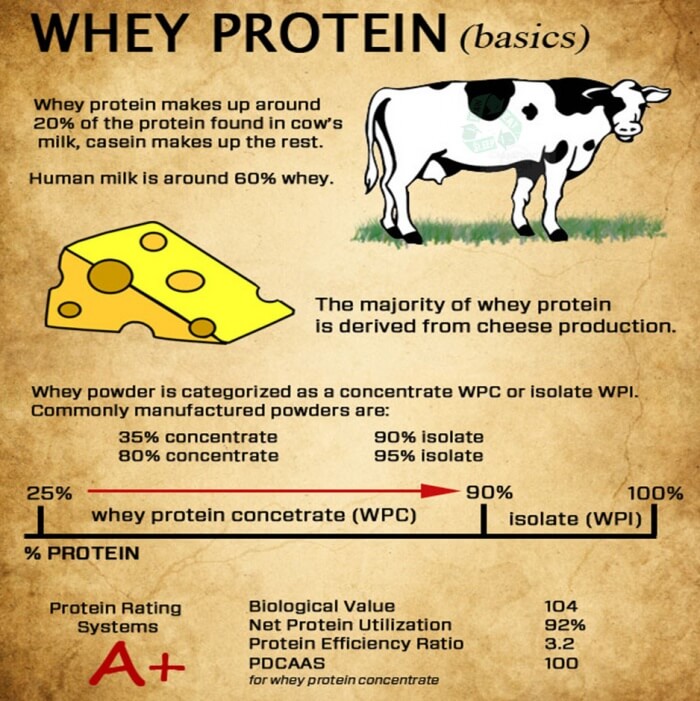 Whey Protein Basics - Healthy Infographic About The Differents