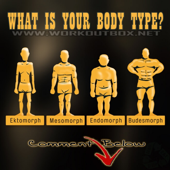What Is Your Body Type? Ekto? Meso? Endo? Budes? Comment Below!