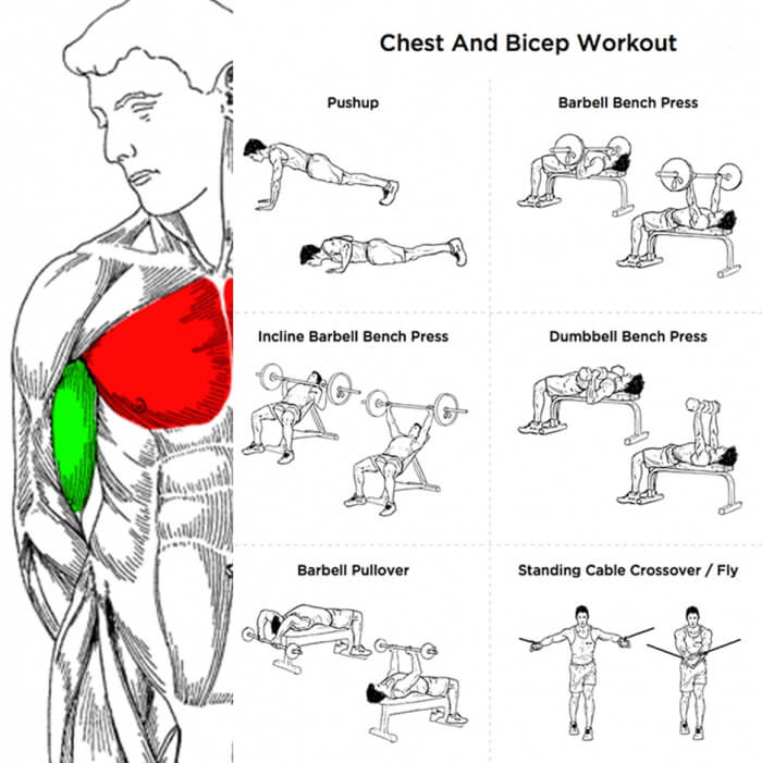 Chest And Bicep Workout Plan - Fitness Health Sport Routine Body