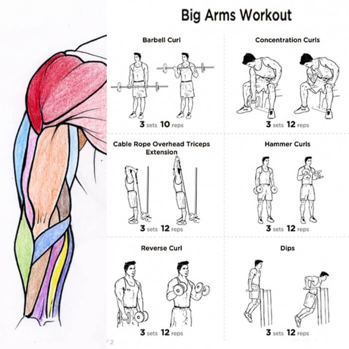 Big Arms Workout Plan - Fitness Health Routine Bicep Tricep Core